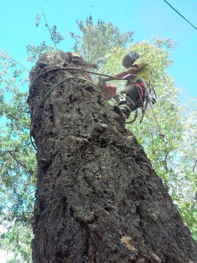 Professional lawn mowing service in Glendale, OR - God and Country Tree Service