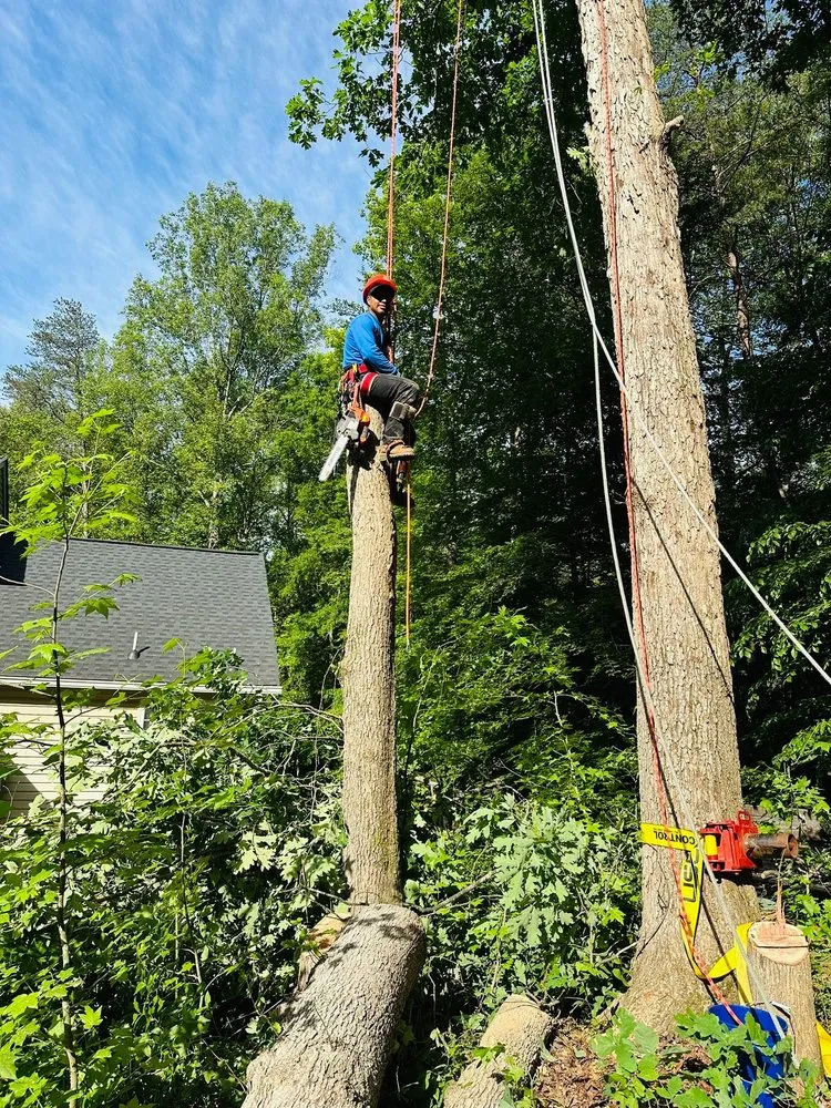 Expert yard cleanup service for residential properties in Fredericksburg, VA by Godinez Tree Services