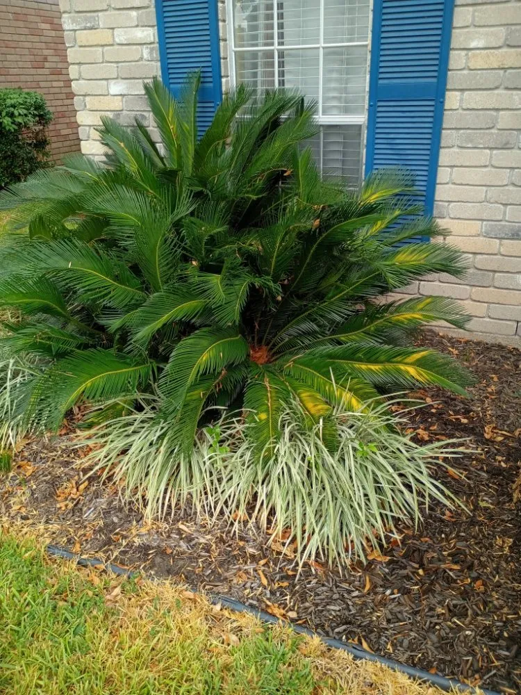 Expert garden landscaping experts serving Tomball, TX - Godover Autism Farming