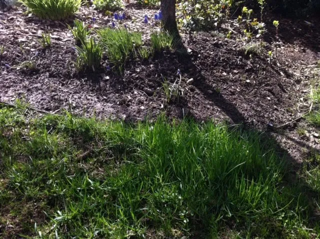 Custom lawn care service in Portland, OR - Godoy Landscaping Maintenance