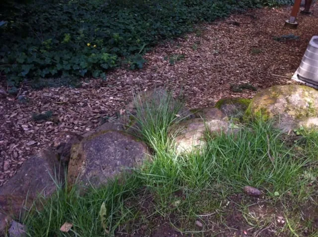 Reliable yard cleanup service in Portland, OR by Godoy Landscaping Maintenance