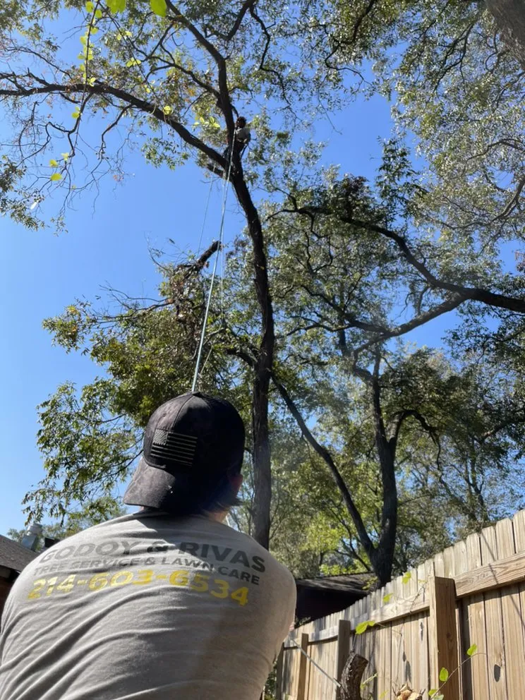 Local lawn care service with custom design in Plano, TX by Godoy’s Wolves Tree Service & Landscape