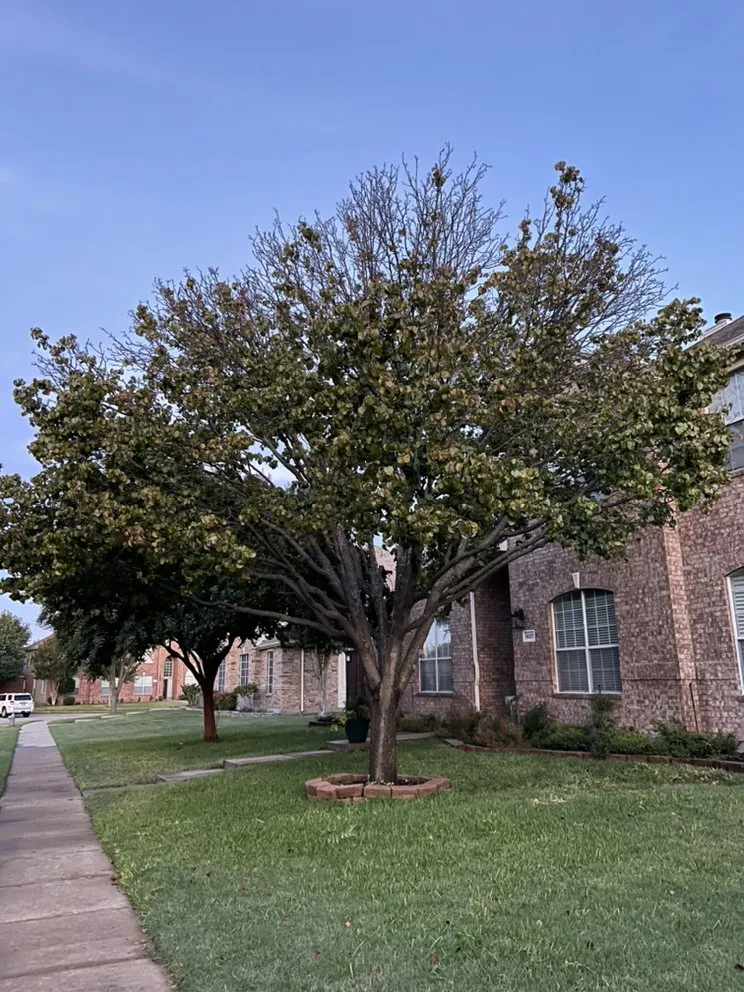 Reliable lawn care service in Plano, TX - Godoy’s Wolves Tree Service & Landscape