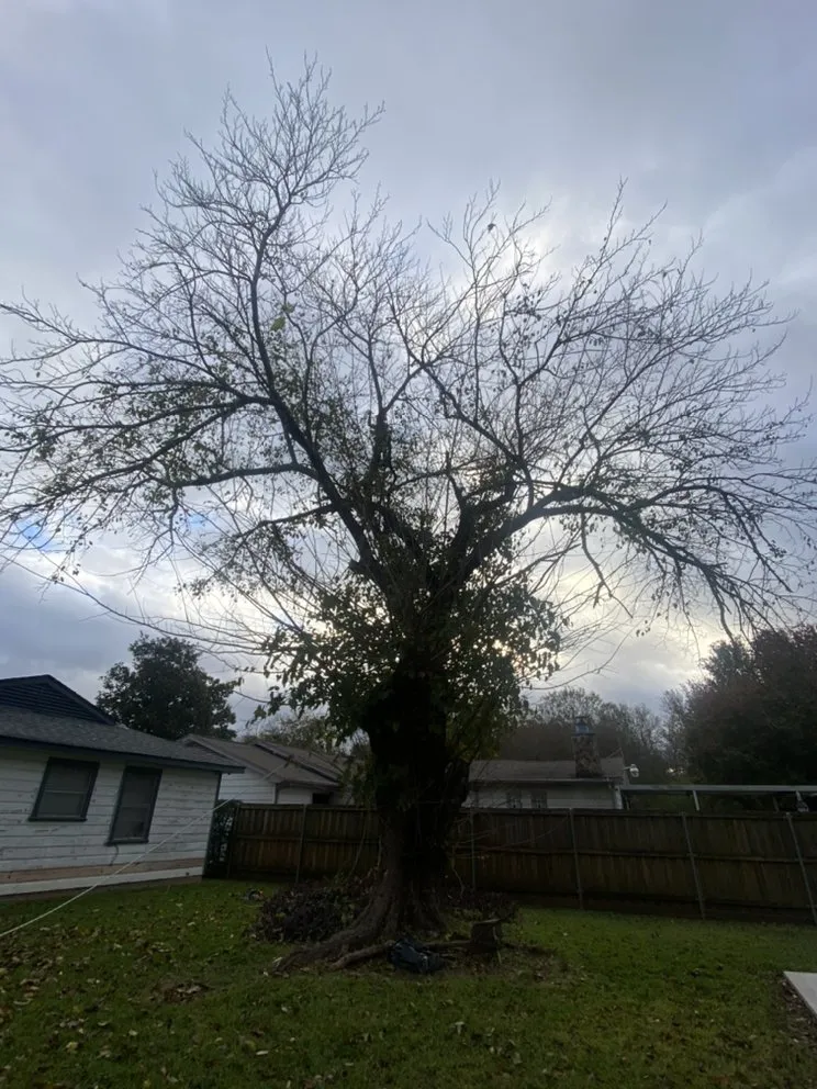 Trusted yard cleanup service near you across Plano, TX - Godoy’s Wolves Tree Service & Landscape