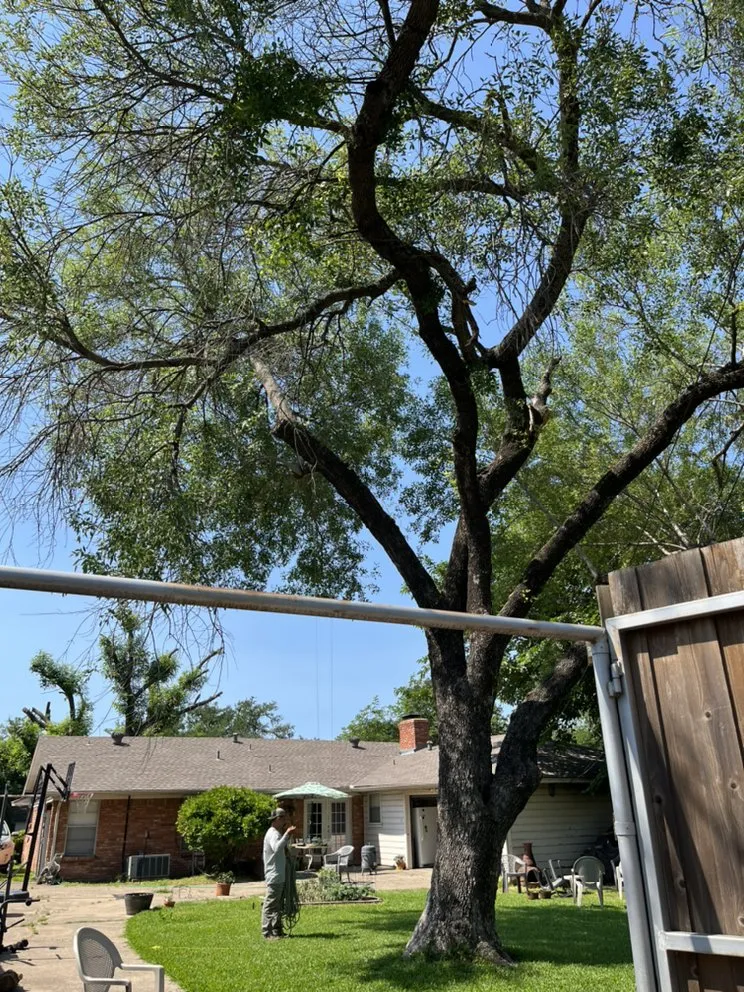 Reliable lawn mowing service experts serving Plano, TX - Godoy’s Wolves Tree Service & Landscape