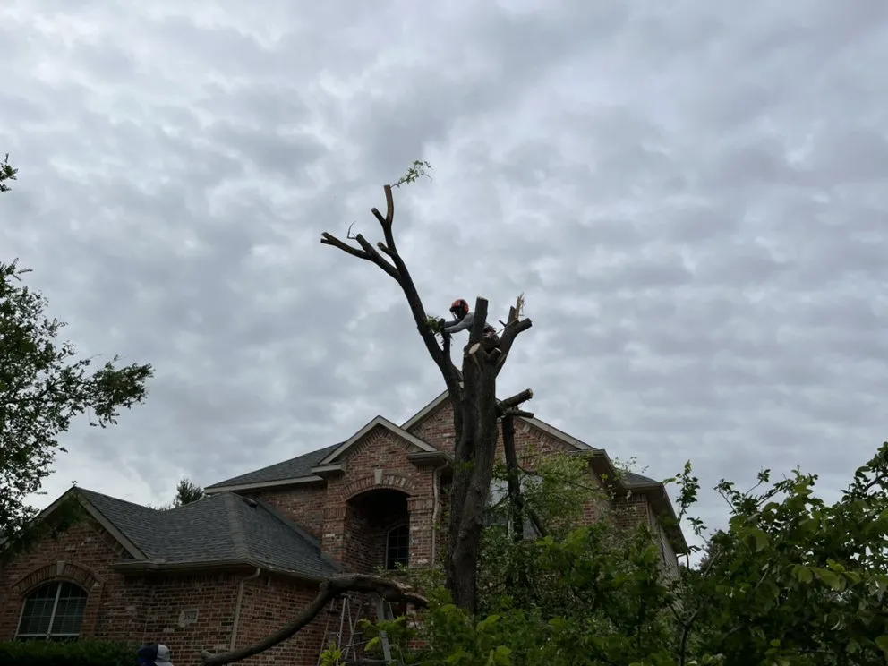 Custom landscaping services in Plano, TX - Godoy’s Wolves Tree Service & Landscape