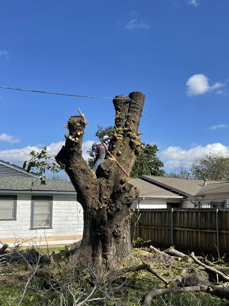 Custom landscape design in Plano, TX - Godoy’s Wolves Tree Service & Landscape