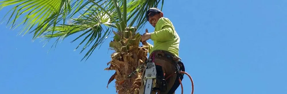 Top-rated landscape installation near you in Mesa, AZ by God's Garden Landscaping