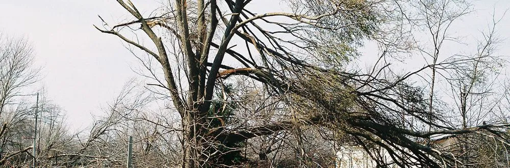 Professional landscape installation experts serving Mesa, AZ - God's Garden Landscaping