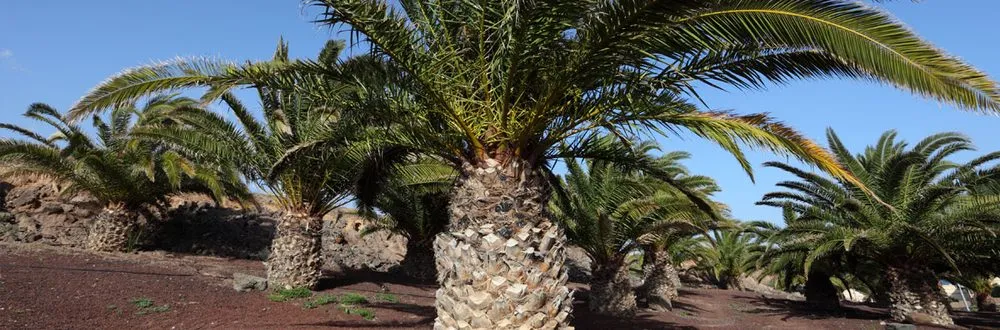 Reliable lawn mowing service with custom design across Mesa, AZ - God's Garden Landscaping