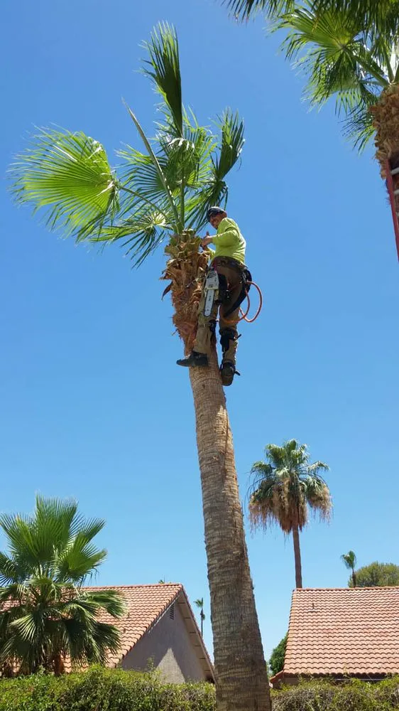 Expert lawn care service in Mesa, AZ - God's Garden Landscaping