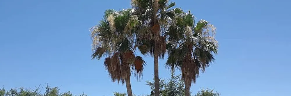 Affordable landscaping services experts serving Mesa, AZ - God's Garden Landscaping