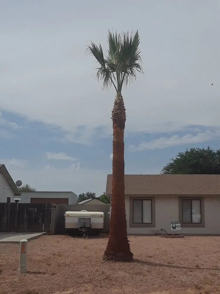 Expert yard cleanup service near you in Mesa, AZ by God's Garden Landscaping