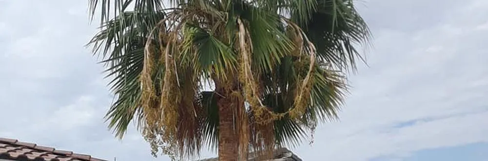 Local garden landscaping with custom design in Mesa, AZ by God's Garden Landscaping