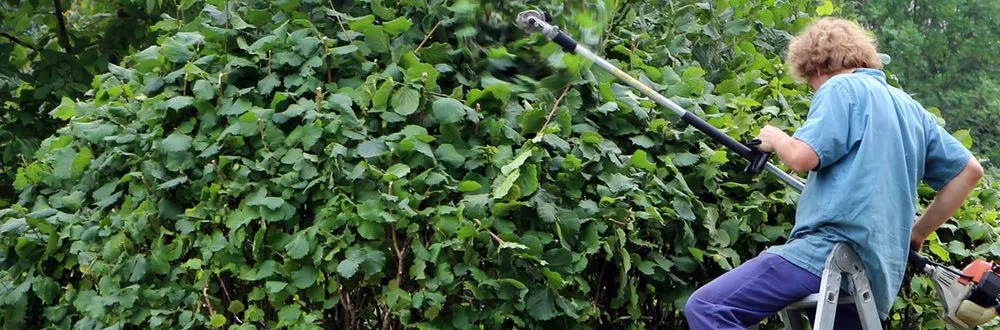 Top-rated landscaping services in Mesa, AZ by God's Garden Landscaping