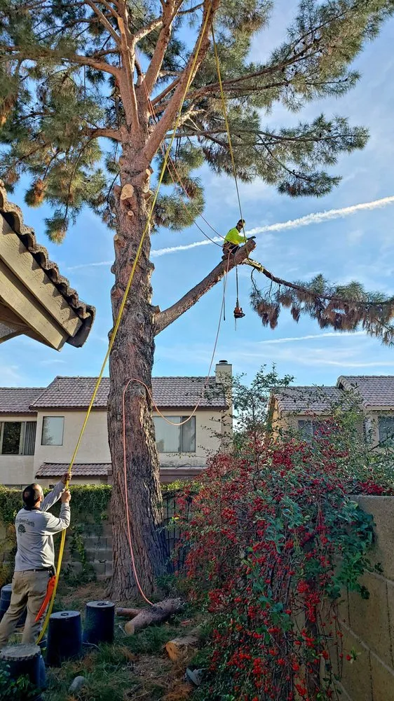Affordable landscape installation for beautiful yards across Mesa, AZ - God's Green Earth