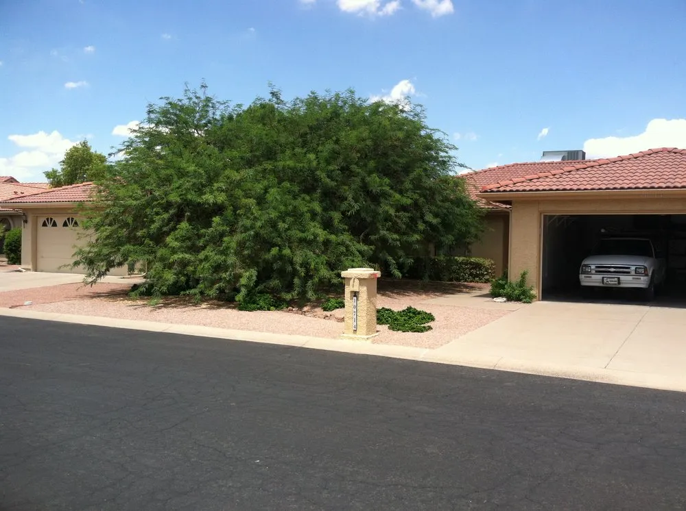 Expert yard cleanup service experts serving Mesa, AZ - God's Green Earth