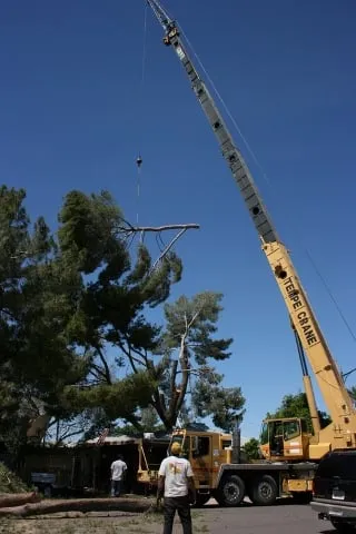 Custom lawn care service in Mesa, AZ - God's Green Earth