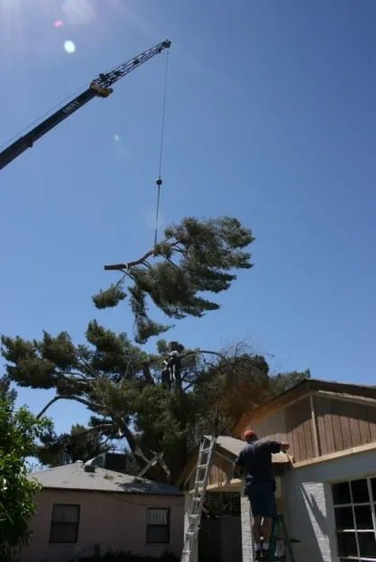 Reliable landscaping services experts serving Mesa, AZ - God's Green Earth