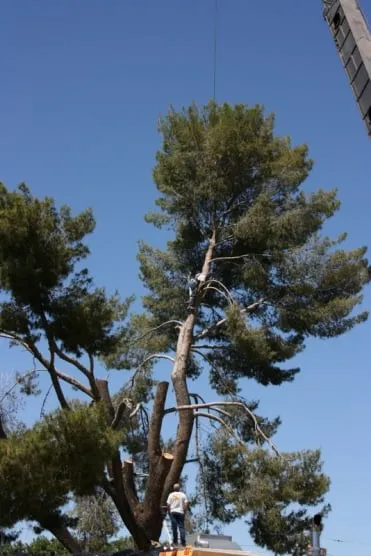 Local yard cleanup service experts serving Mesa, AZ - God's Green Earth