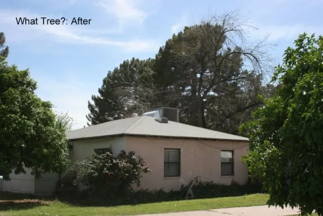 Custom landscape design in Mesa, AZ - God's Green Earth