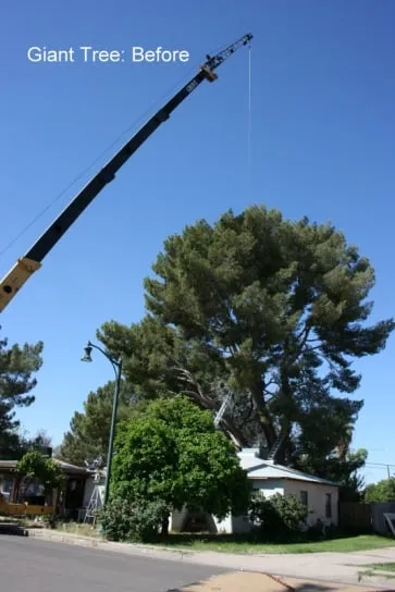 Trusted yard cleanup service in Mesa, AZ by God's Green Earth