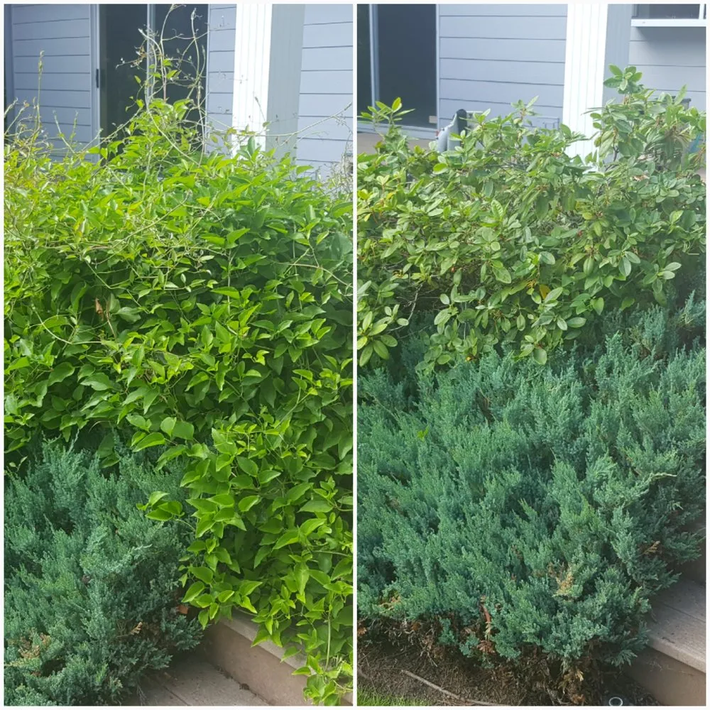 Top-rated landscape installation for beautiful yards in Tacoma, WA by God's Green Earth