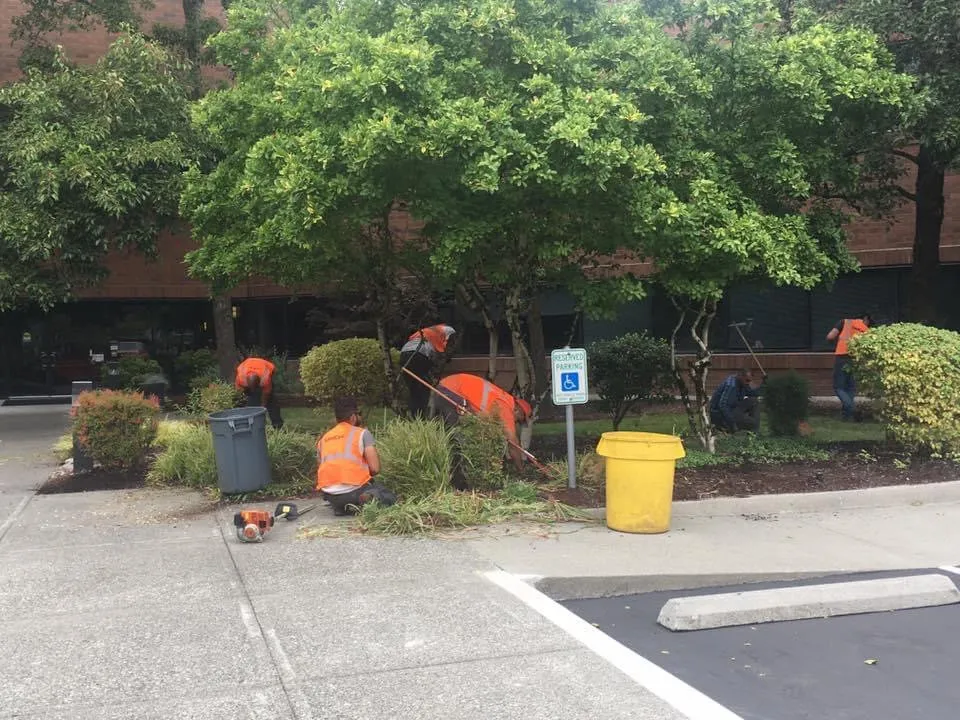 Reliable yard cleanup service in Tacoma, WA - God's Green Earth