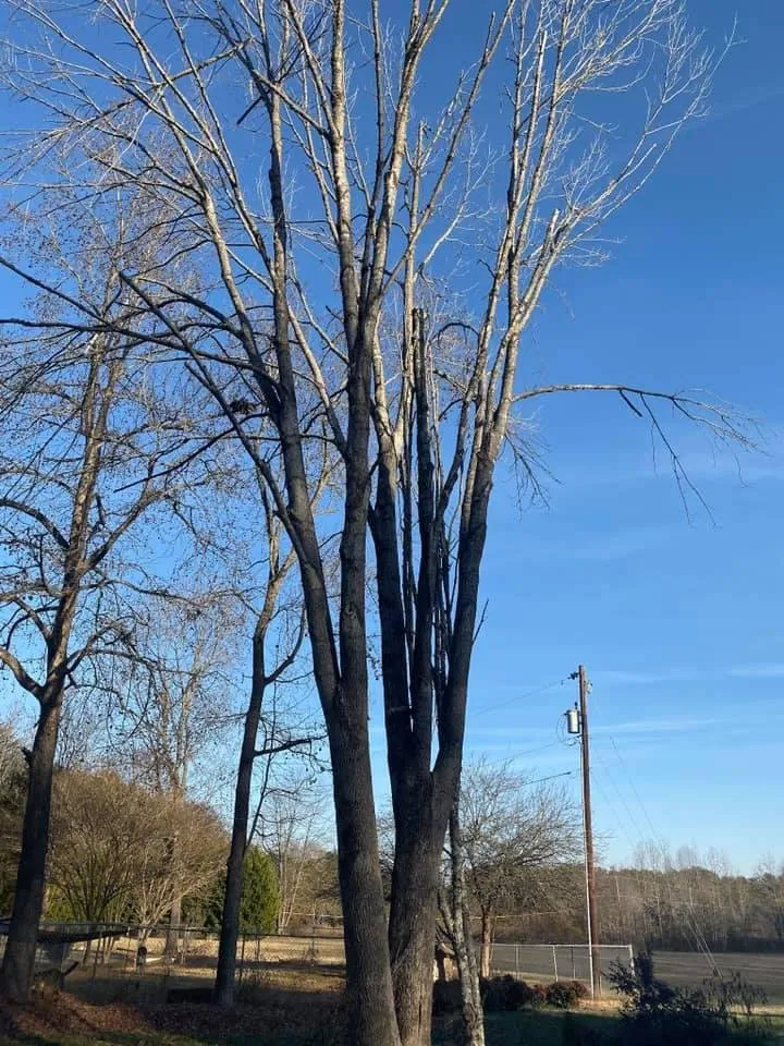 Professional lawn care service experts serving Greensboro, NC - God's Way Tree Service