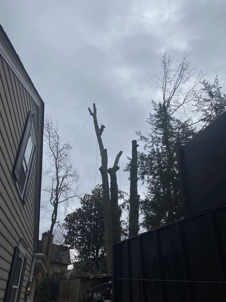 Top-rated yard cleanup service experts serving Greensboro, NC - God's Way Tree Service