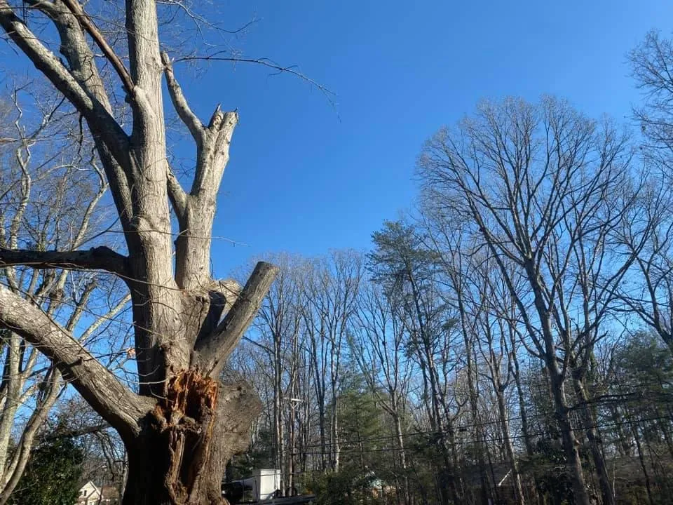 Expert yard maintenance in Greensboro, NC - God's Way Tree Service