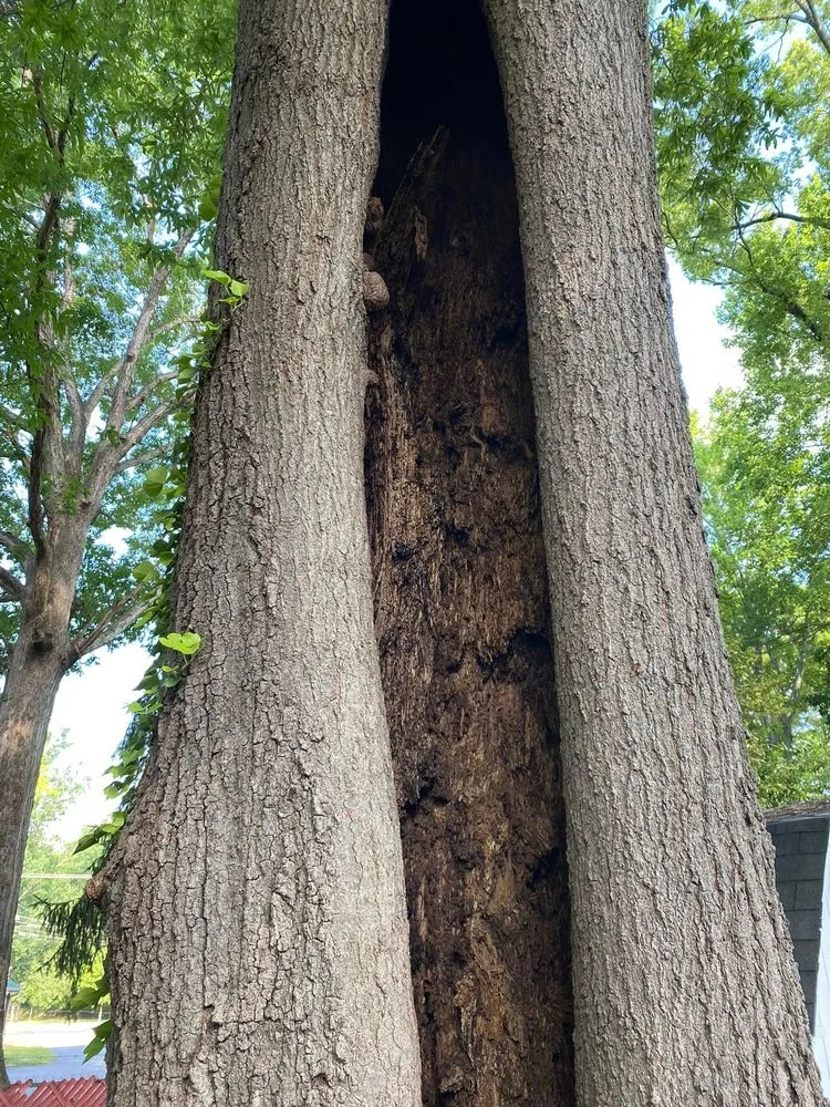 Professional lawn care service for residential properties across Gastonia, NC - Godspeed Tree and Landscape