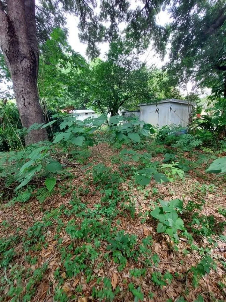 Professional yard cleanup service near you in Winter Haven, FL by Godwins Lawn Serivce