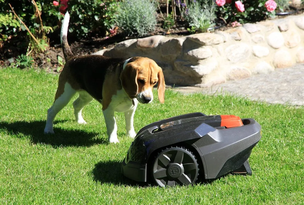 Local yard cleanup service in Honolulu, HI by GOFR Smart Mowing