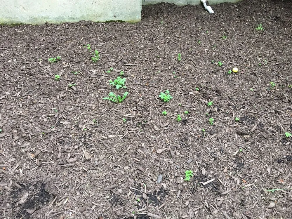 Affordable landscape installation for homes in Columbia, MD by GoGreen Landscaping