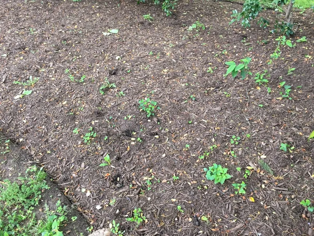 Trusted landscape installation experts serving Columbia, MD - GoGreen Landscaping