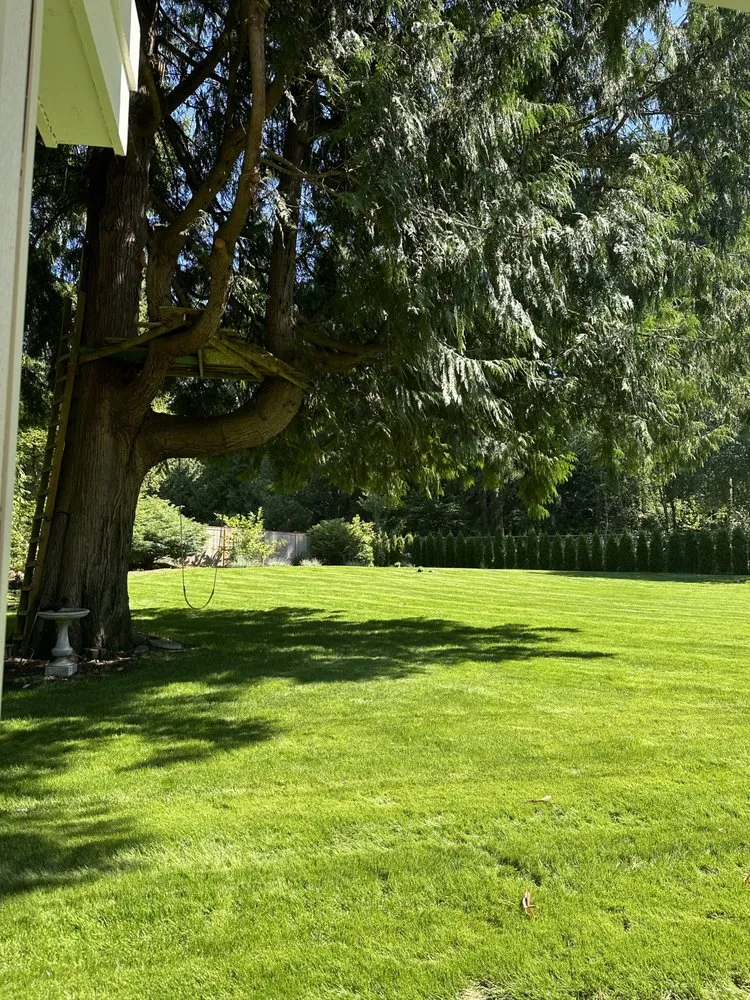Local yard cleanup service in Kirkland, WA by GoGreen Landscaping