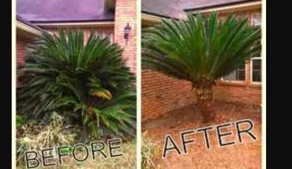 Affordable landscape design in Belle Chasse, LA by Goin Yard