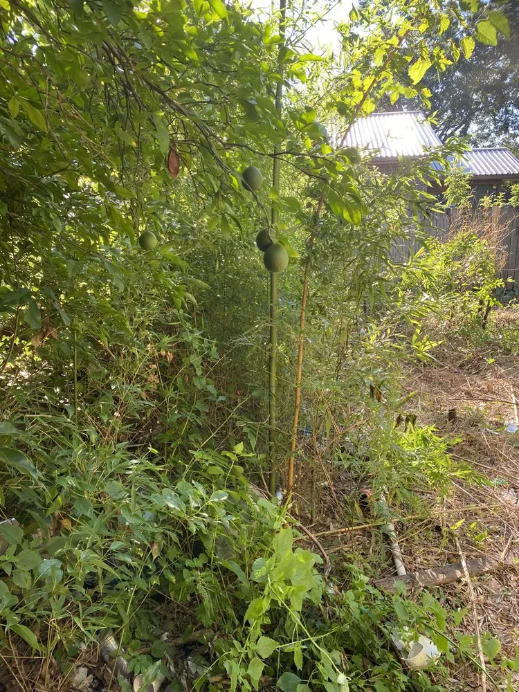 Custom landscaping services for outdoor upgrades in Mobile, AL by Going Green Home Services