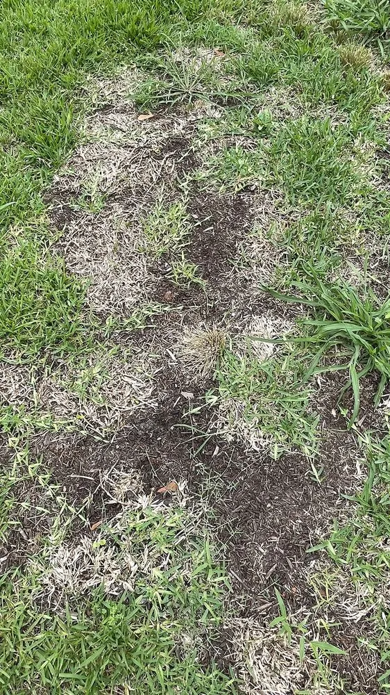 Local outdoor landscaping experts serving Shreveport, LA - Going Green Lawn and Landscaping