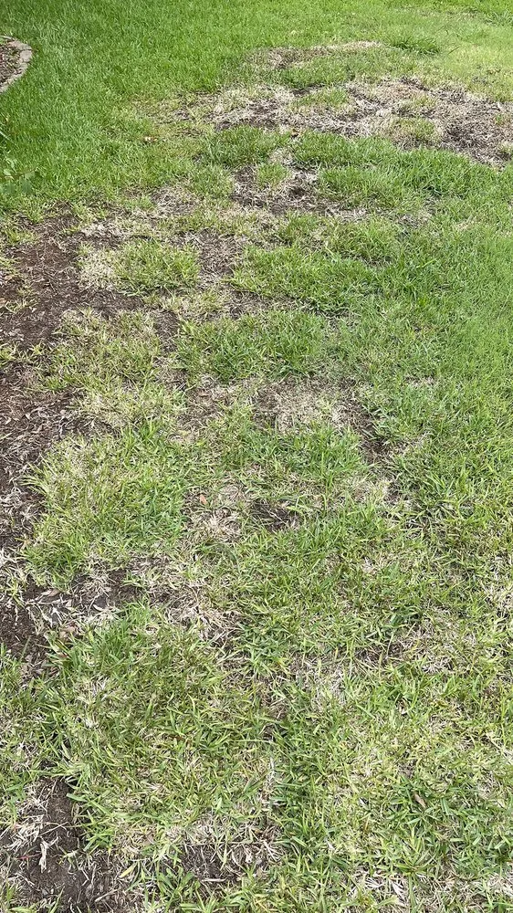 Professional landscape design near you across Shreveport, LA - Going Green Lawn and Landscaping