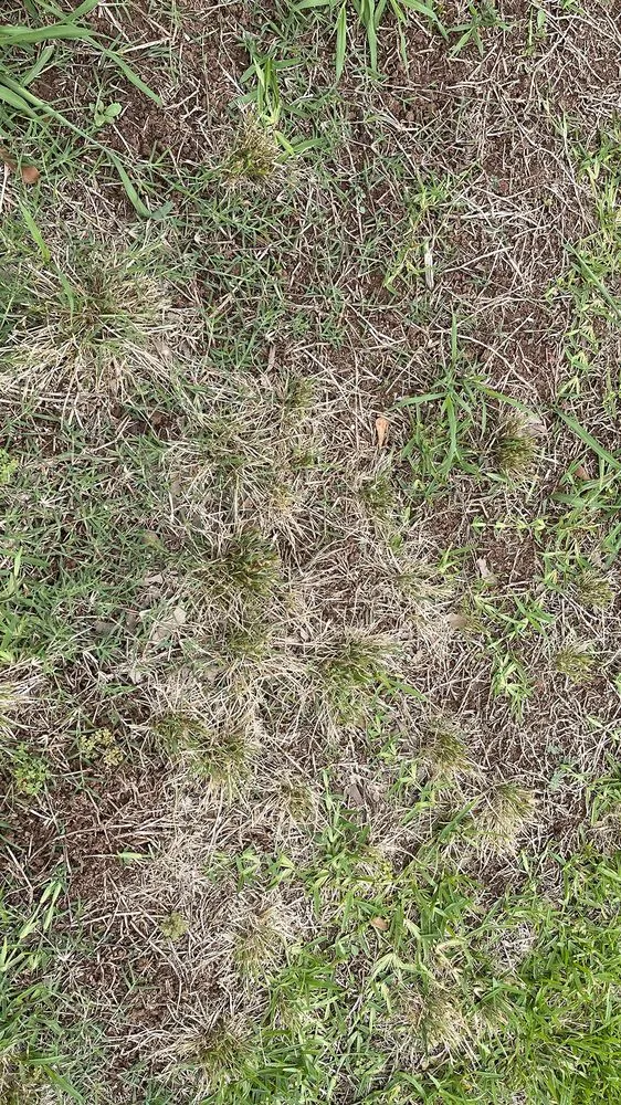 Affordable yard maintenance with custom design across Shreveport, LA - Going Green Lawn and Landscaping