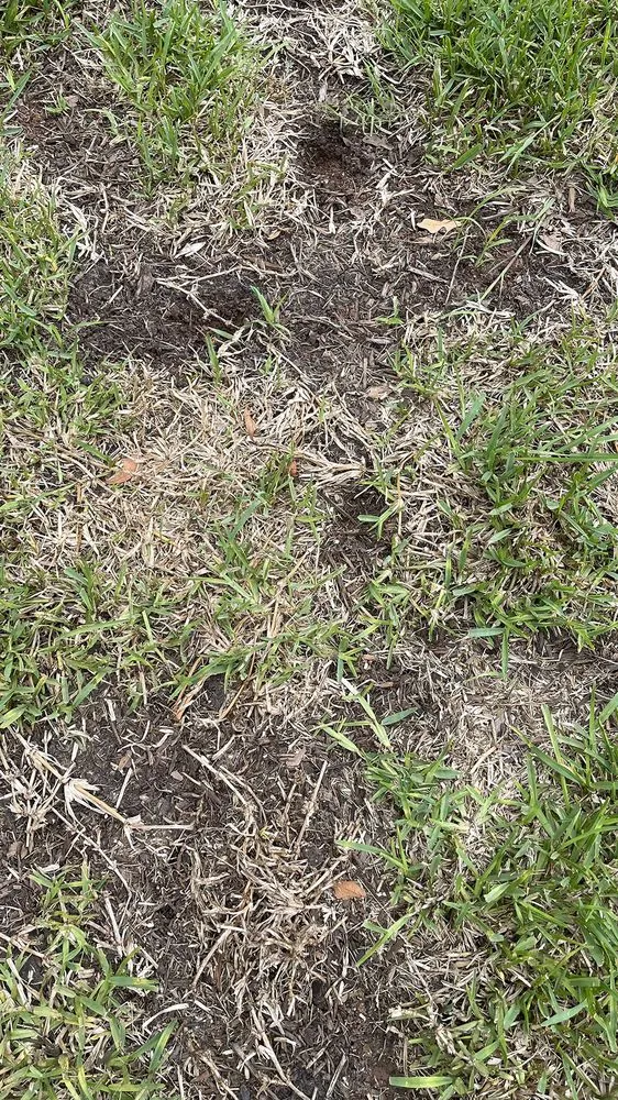 Expert landscape installation in Shreveport, LA - Going Green Lawn and Landscaping