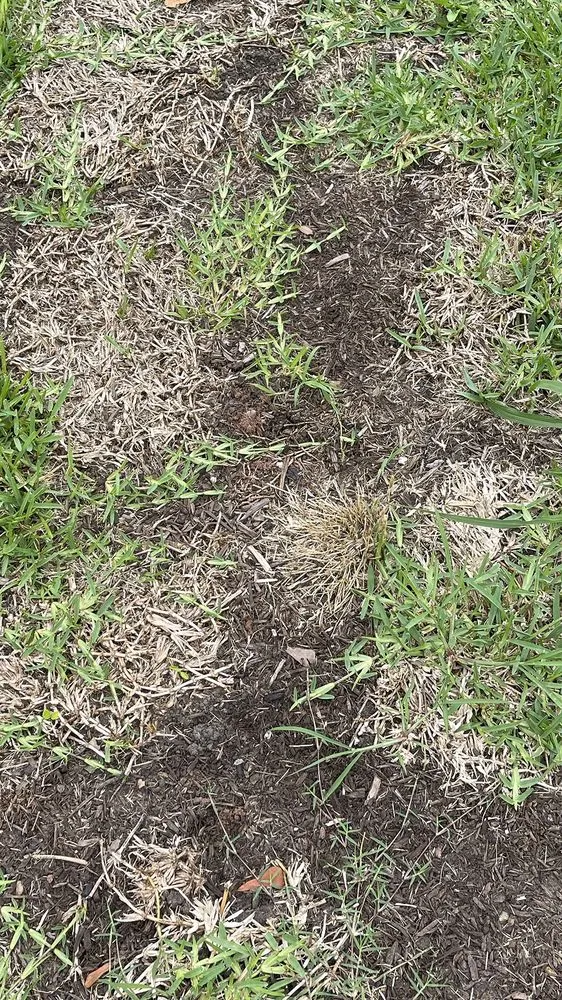 Local landscaping services experts serving Shreveport, LA - Going Green Lawn and Landscaping