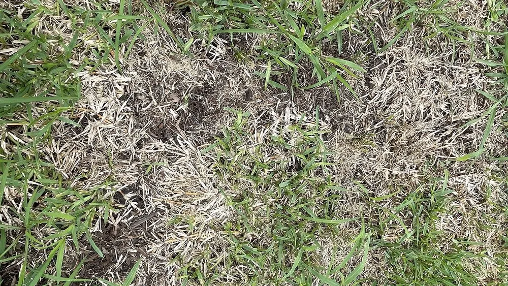 Reliable landscape installation in Shreveport, LA by Going Green Lawn and Landscaping