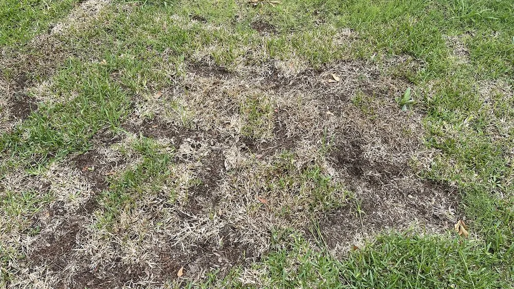 Affordable landscape design in Shreveport, LA - Going Green Lawn and Landscaping