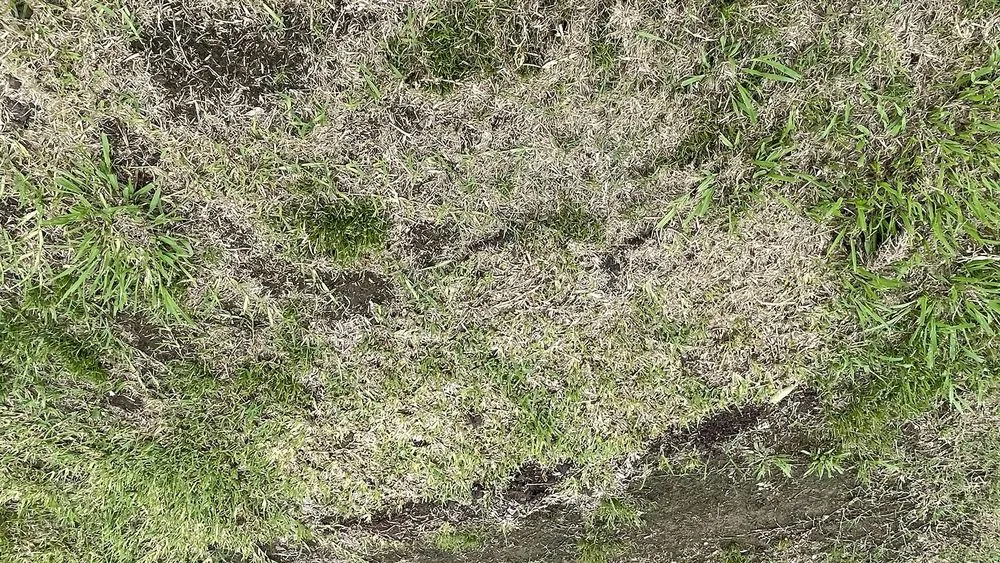 Reliable lawn mowing service in Shreveport, LA - Going Green Lawn and Landscaping