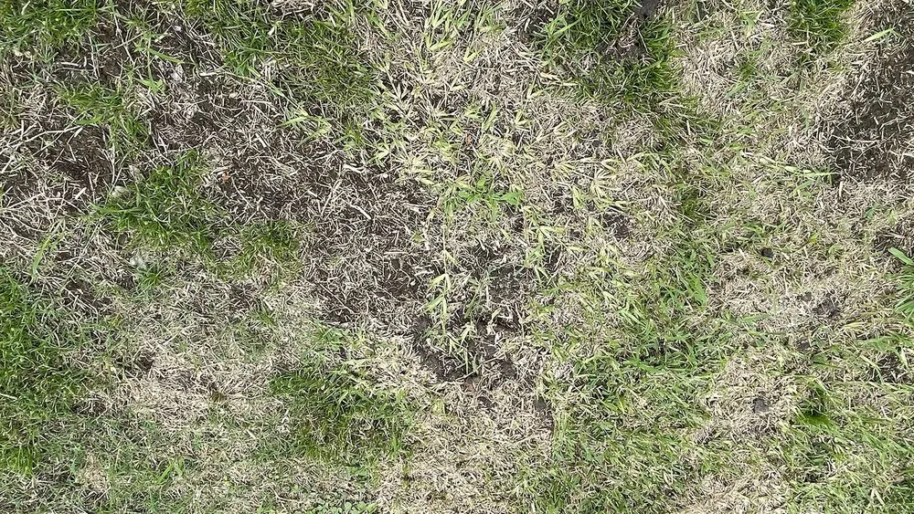 Professional landscaping services experts serving Shreveport, LA - Going Green Lawn and Landscaping