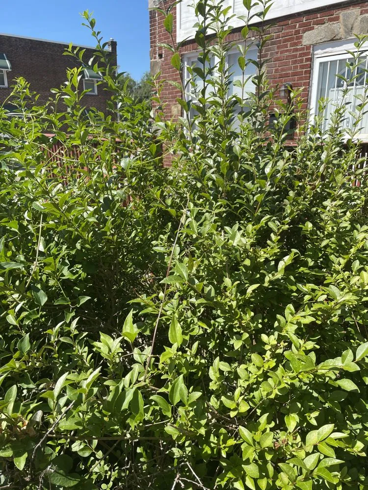 Expert yard maintenance for beautiful yards across Randallstown, MD - Going The Xtra Mile Landscaping