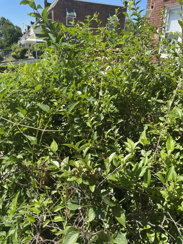 Affordable lawn mowing service in Randallstown, MD by Going The Xtra Mile Landscaping